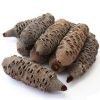 Medium Banksia nut 6"-8" length, 3"-3.5" dia.